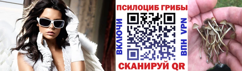 Псилоцибиновые грибы Cubensis  хочу наркоту  Волхов 